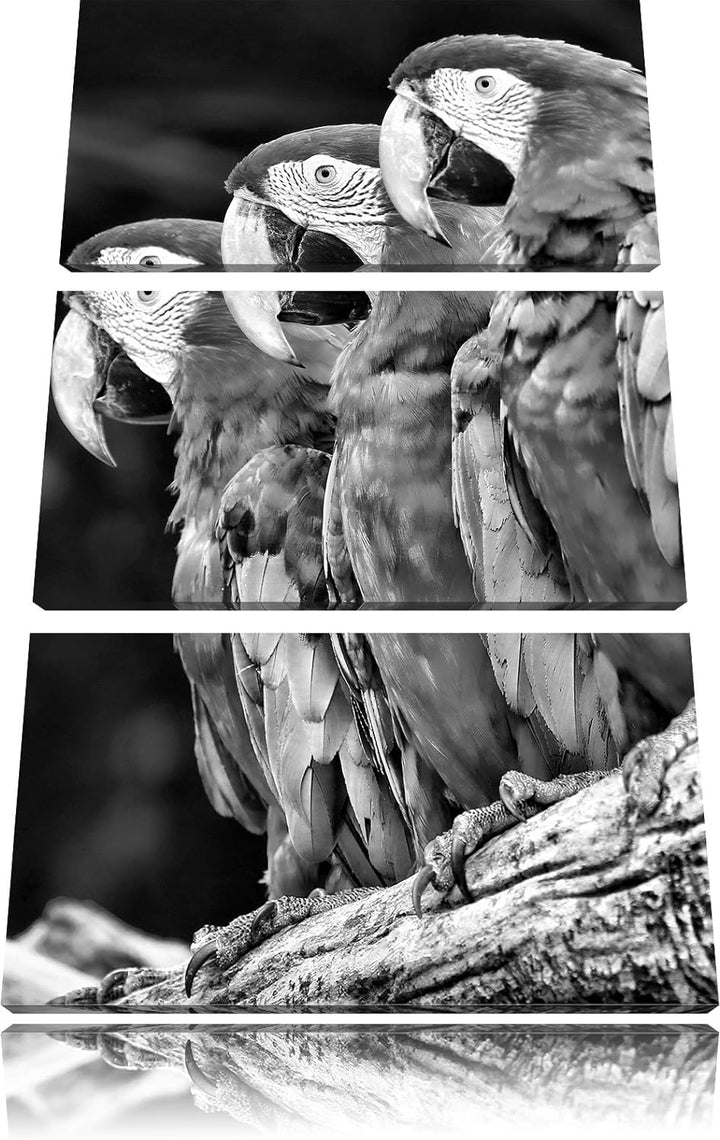 Papageien auf AST als Leinwandbild/Grösse: 3 Teilig (120x80) cm/Wandbild/Kunstdruck/fertig bespannt