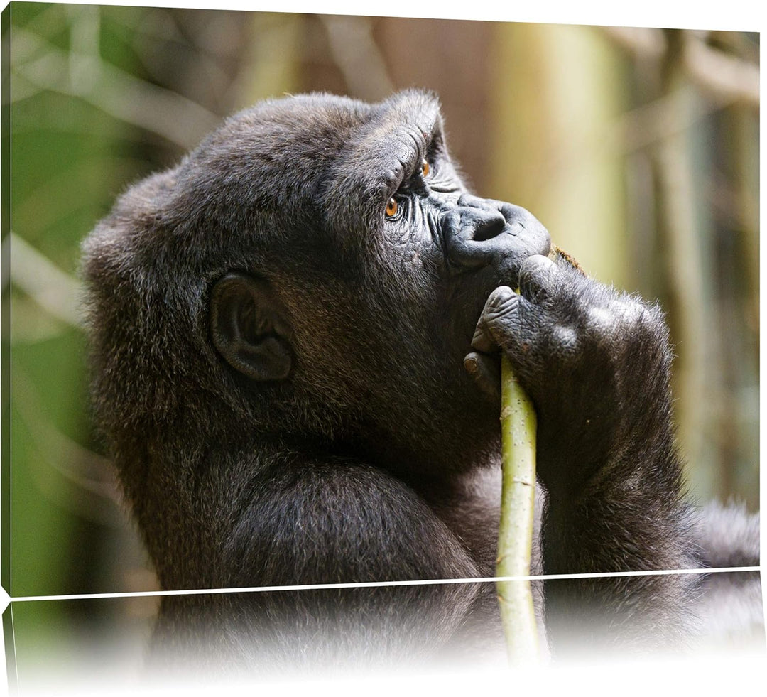 Pixxprint Gorilla isst auf Leinwand, XXL riesige Bilder fertig gerahmt mit Keilrahmen, Kunstdruck au