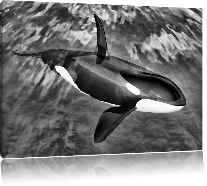 Pixxprint Monocrome, Orca im blauen Meer, Format: 100x70 auf Leinwand, 100x70