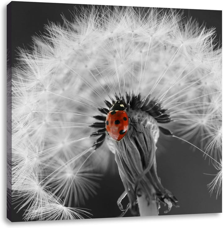 Pixxprint schöner Marienkäfer auf Pusteblume schwarz/weiss, Format: 70x70 auf Leinwand, 70x70