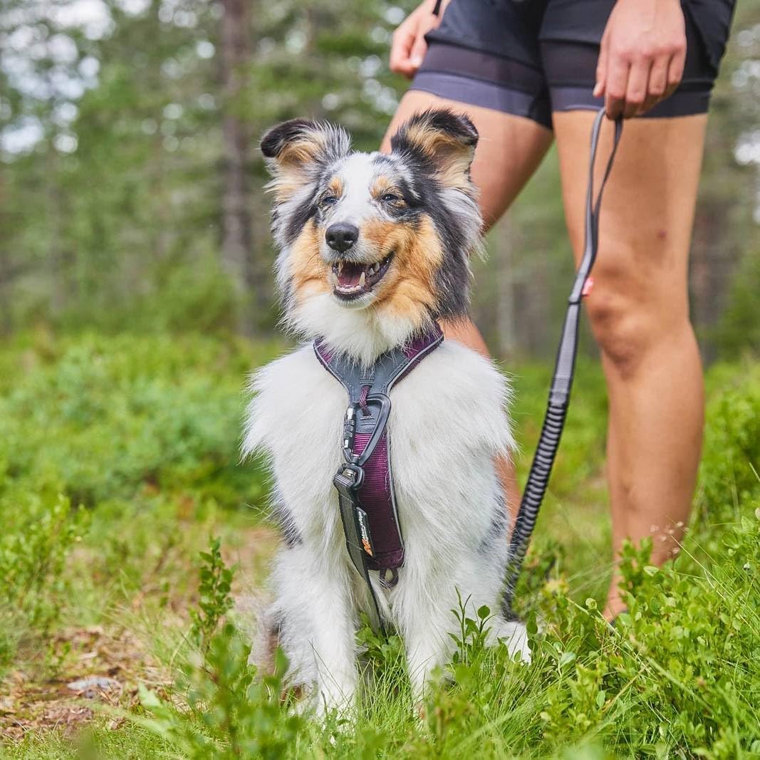Non-stop dogwear Line Harness 5.0 |215| Führ und Alltagsgeschirr in Purple, Grösse:G 5 G 5 purple, G