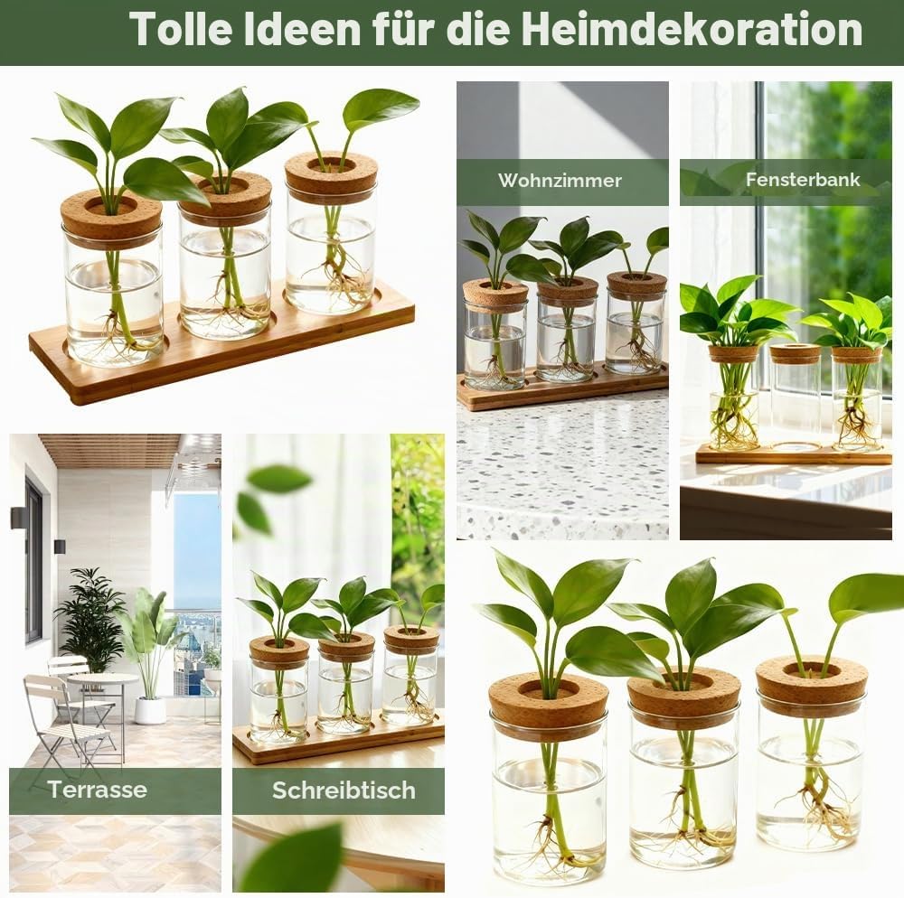 3Stk Pflanzenterrarium Hydrokultur Vermehrungsstation Pflanzen Anzuchtstation Ableger Pflanzen Glas
