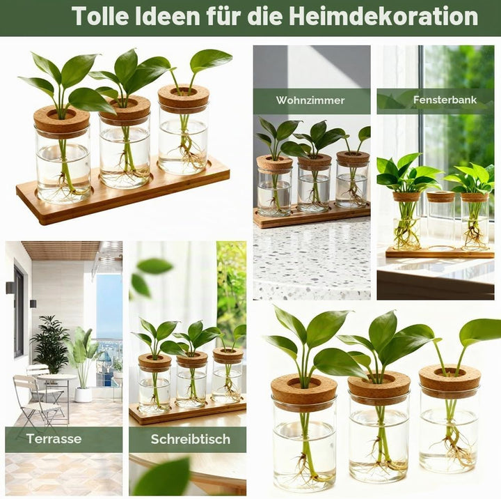 3Stk Pflanzenterrarium Hydrokultur Vermehrungsstation Pflanzen Anzuchtstation Ableger Pflanzen Glas