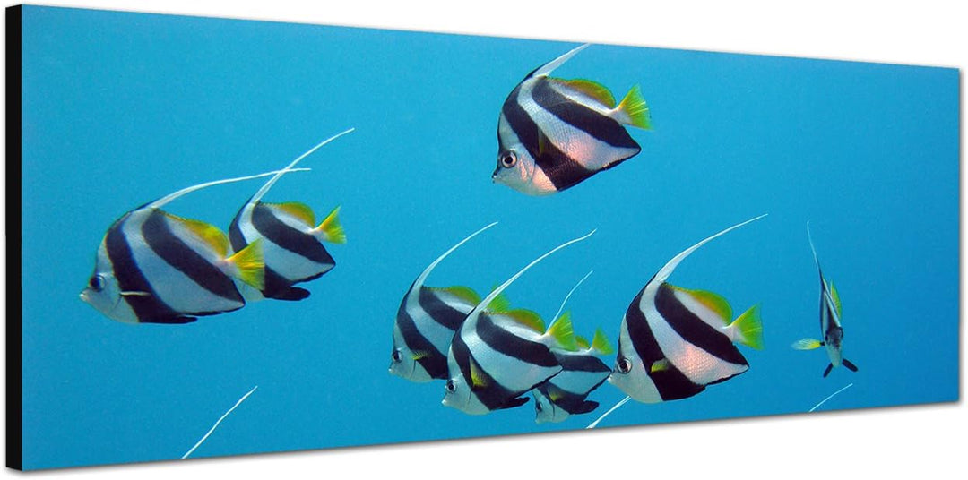 Paul Sinus Art Panoramabild auf Leinwand und Keilrahmen 150x50cm Rotes Meer Unterwasser Fische exoti