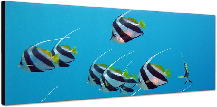 Paul Sinus Art Panoramabild auf Leinwand und Keilrahmen 150x50cm Rotes Meer Unterwasser Fische exoti