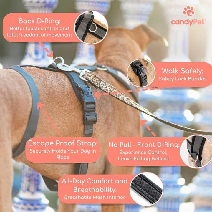 3-Punkt-Gurt mit Anti-Ziehen, ideal für Lebreles: Italienischer Windhund, Whippet, Windhund, Podenco