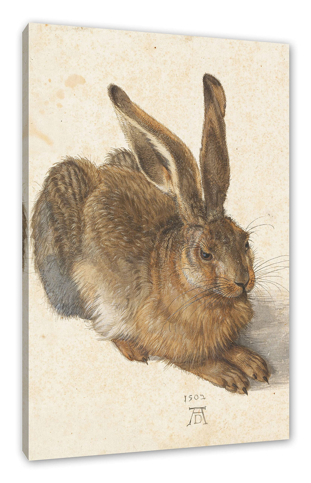 Generisch Albrecht Dürer - Feldhase als Leinwandbild / Grösse: 120x80 cm / Wandbild / Kunstdruck / f