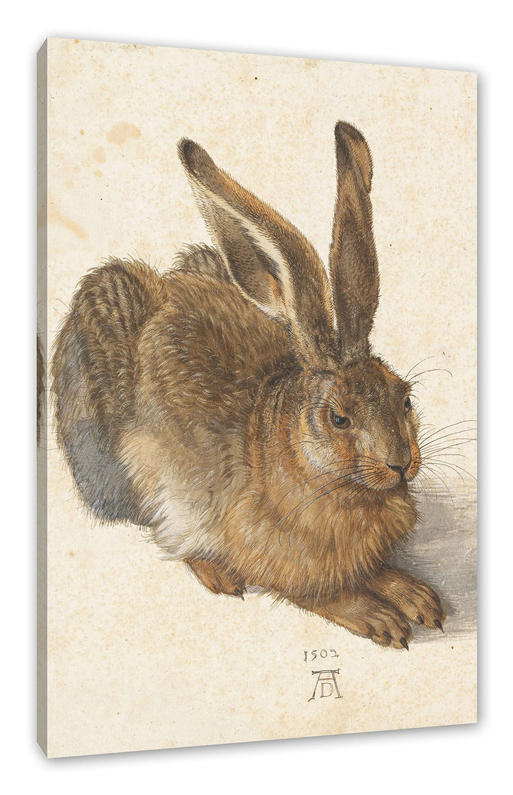 Generisch Albrecht Dürer - Feldhase als Leinwandbild / Grösse: 120x80 cm / Wandbild / Kunstdruck / f
