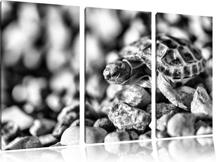 Pixxprint Kleine Schildkröte als Leinwandbild/Grösse: 3 Teilig (120x80) / Wandbild/Kunstdruck/fertig