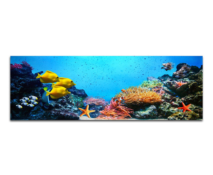 Paul Sinus Art Panoramabild auf Leinwand und Keilrahmen 120x40cm Korallenriff Unterwasser Fische See