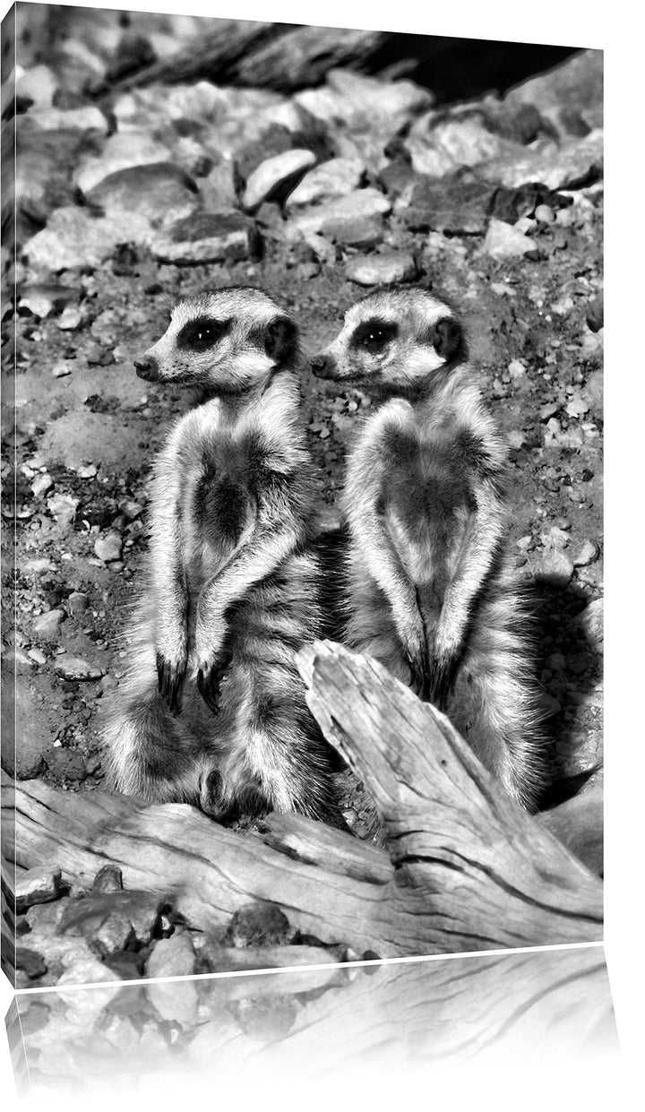 Pixxprint kleines Erdmännchen Rudel als Leinwandbild/Grösse: 100x70 / Wandbild/Kunstdruck/fertig bes