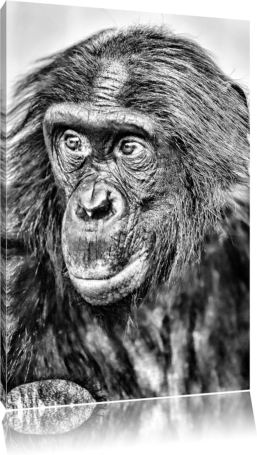 Pixxprint scheuer junger Gorilla als Leinwandbild/Grösse: 100x70 cm/Wandbild/Kunstdruck/fertig bespa