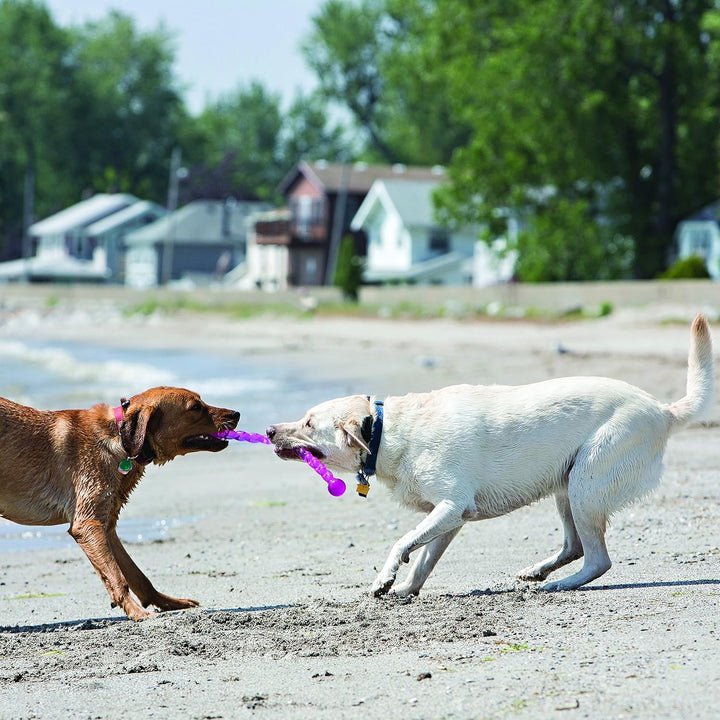 KONG – SafeStix – Robustes Apportierspielzeug aus Flexiblem, Sicherem Material – Für Kleine Hunde Sm