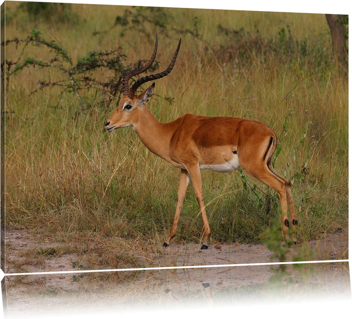 Dorkasgazelle in der Savanne Leinwand, XXL riesige Bilder fertig gerahmt mit Keilrahmen, Kunstdruck