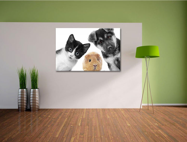 süsses Trio Hund Katze Meerschweinchen schwarz/weiss Format: 100x70 auf Leinwand, XXL riesige Bilder