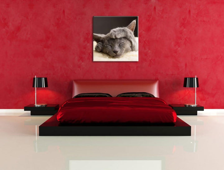 Pixxprint Süsses Kätzchen, Format: 70x70 auf Leinwand, XXL riesige Bilder fertig gerahmt mit Keilrah