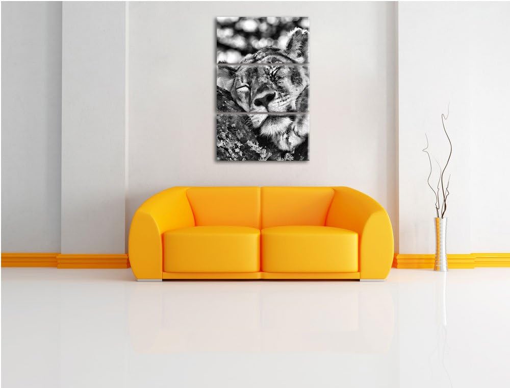 Pixxprint müde Löwin ruht auf Baum als Leinwandbild/Grösse: 3 Teilig (120x80) cm/Wandbild/Kunstdruck
