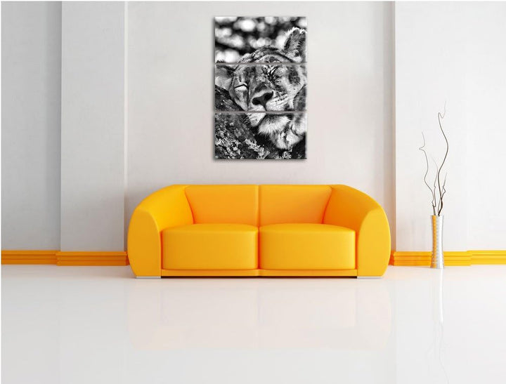 Pixxprint müde Löwin ruht auf Baum als Leinwandbild/Grösse: 3 Teilig (120x80) cm/Wandbild/Kunstdruck