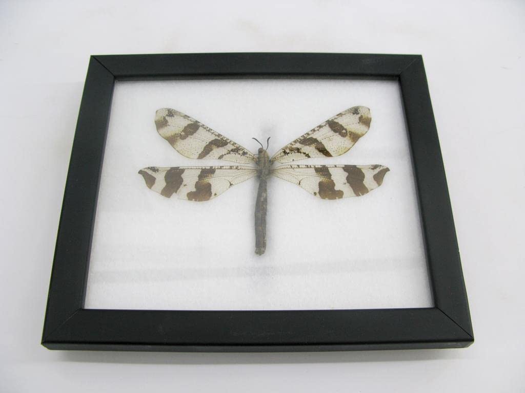 Echte exotische riesige Käfer, Insekten und Krabbler im Schaukasten - Insekten - Taxidermie (Aintlio