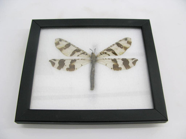 Echte exotische riesige Käfer, Insekten und Krabbler im Schaukasten - Insekten - Taxidermie (Aintlio