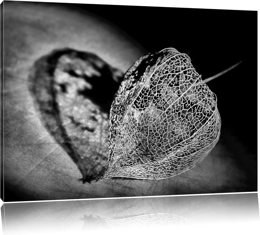Pixxprint Schatten Einer Physalis / 100x70cm Leinwandbild bespannt auf Holzrahmen/Wandbild Kunstdruc