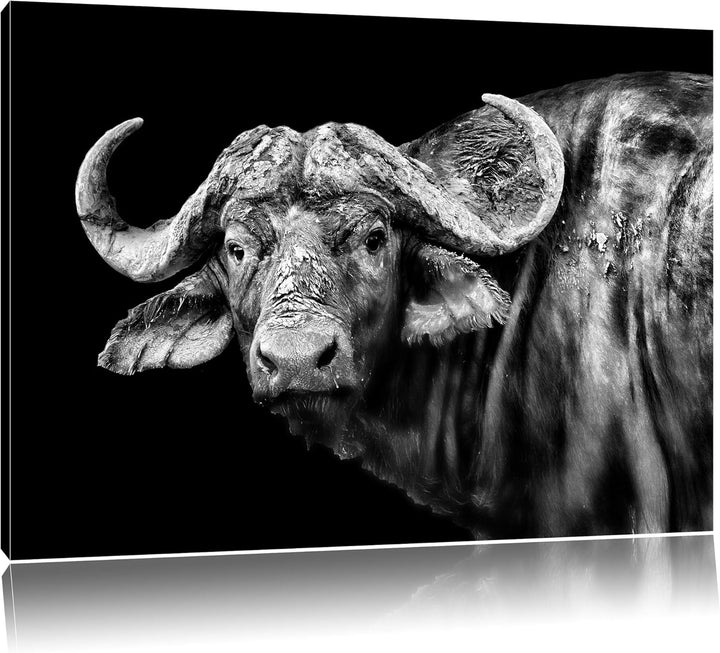 Pixxprint Dark Wasserbüffel als Leinwandbild/Grösse: 100x70 / Wandbild/Kunstdruck/fertig bespannt, 1