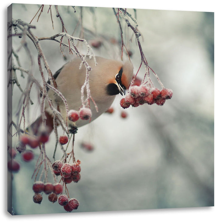Pixxprint Kleiner Vogel im Vogelbeerbaum / 70x70cm Leinwandbild bespannt auf Holzrahmen/Wandbild Kun