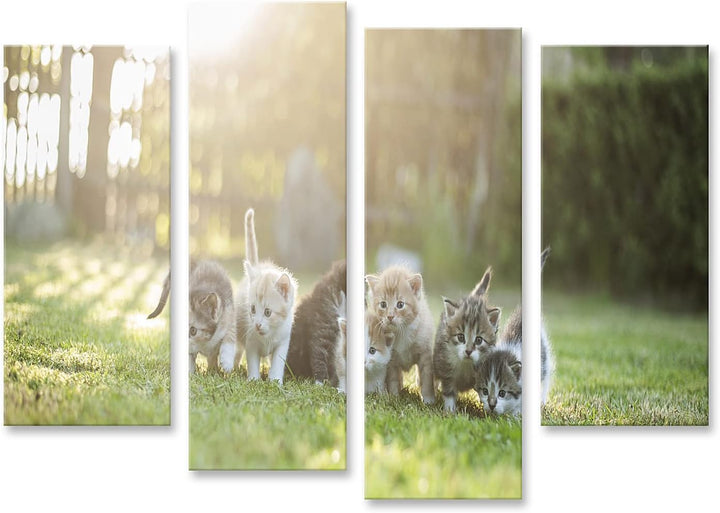 islandburner Bild auf Leinwand Sieben Junge Katzen Kätzchen Auf Der Wiese Bilder Wandbilder Poster L