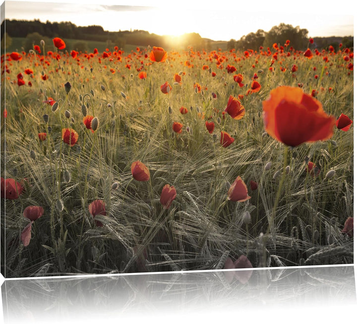 Pixxprint Mohnfeld bei Sonnenuntergang als Leinwandbild/Grösse: 100x70 / Wandbild/Kunstdruck/fertig