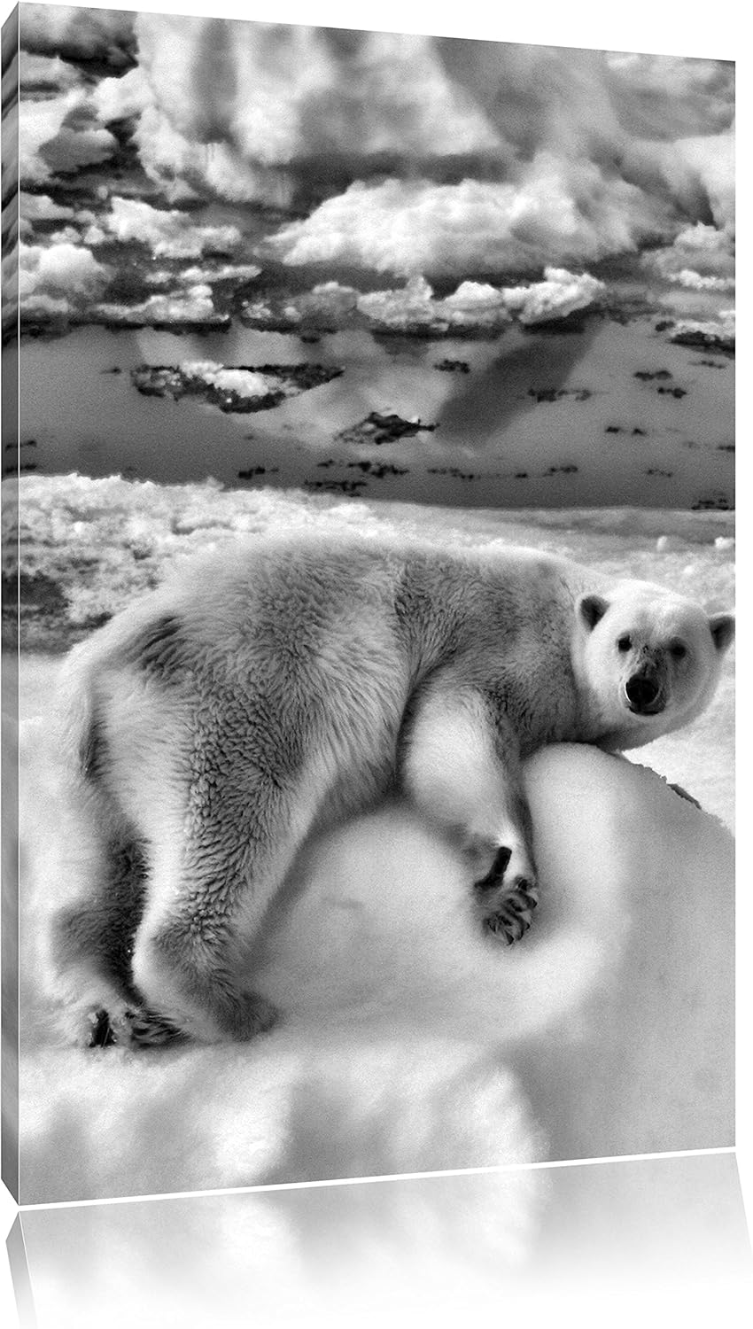 Pixxprint Eisbär auf Eisberg als Leinwandbild/Grösse: 100x70 cm/Wandbild/Kunstdruck/fertig bespannt,