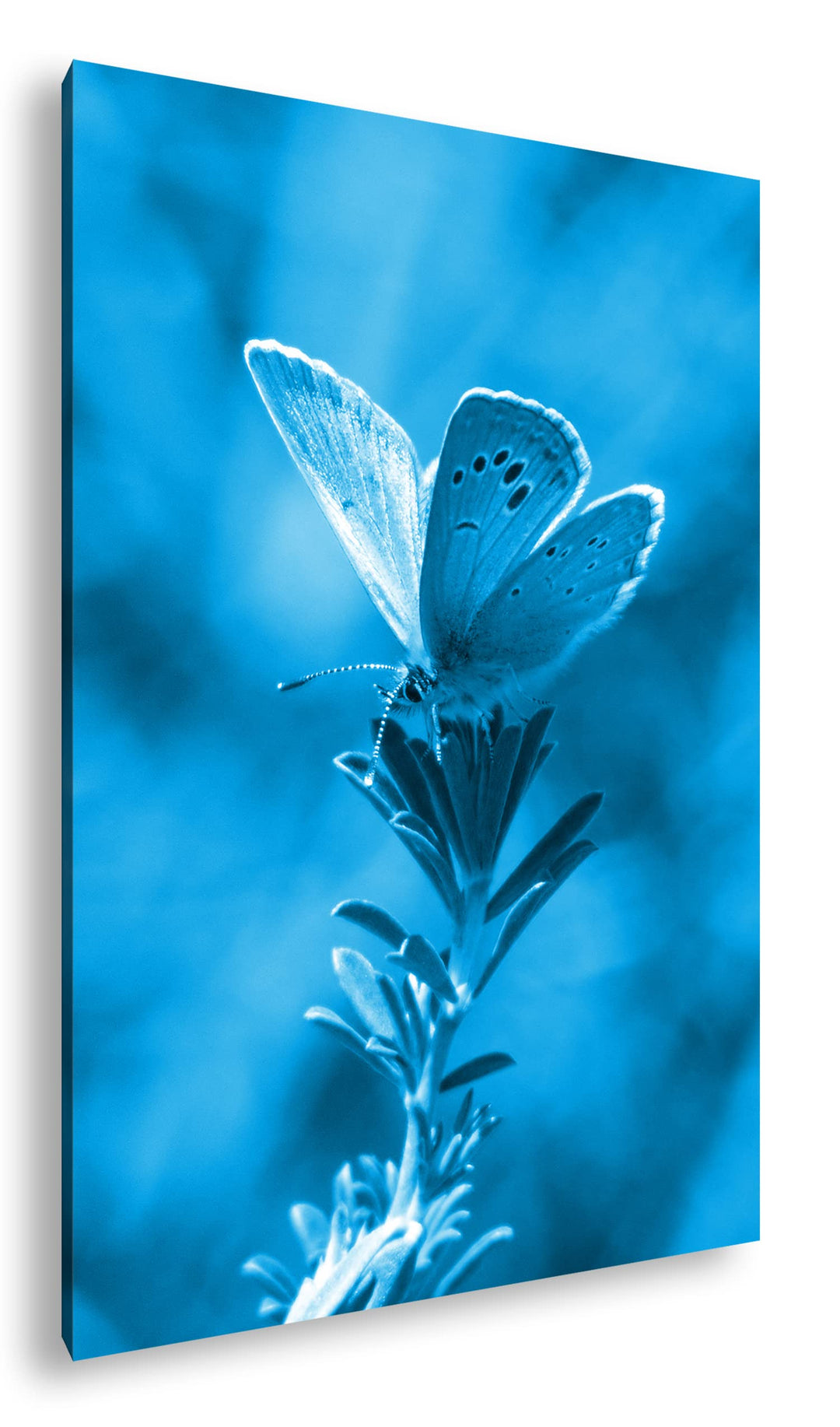deyoli Polyommatus Icarus Blauer Schmetterling Format: 80x60 Effekt: Monocrome Blau als Leinwandbild