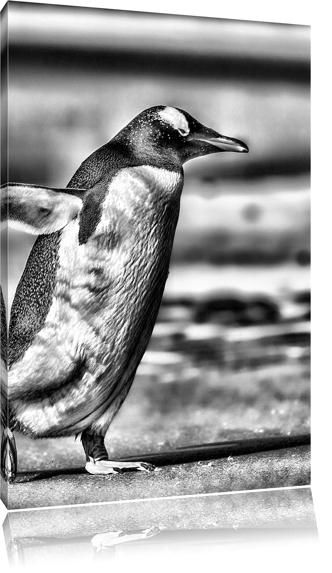 Pinguin am Strand / 100x70cm Leinwandbild bespannt auf Holzrahmen/Wandbild Kunstdruck Dekoration, 10