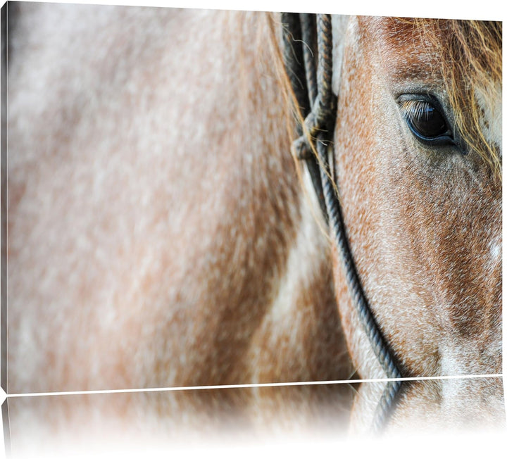 Pixxprint prachtvolles Pferd auf Leinwand, XXL riesige Bilder fertig gerahmt mit Keilrahmen, Kunstdr