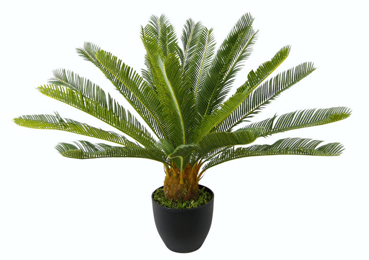 Cycaspalme im Topf 67 cm Cycaspalme im Topf, 67 cm Cycaspalme im Topf