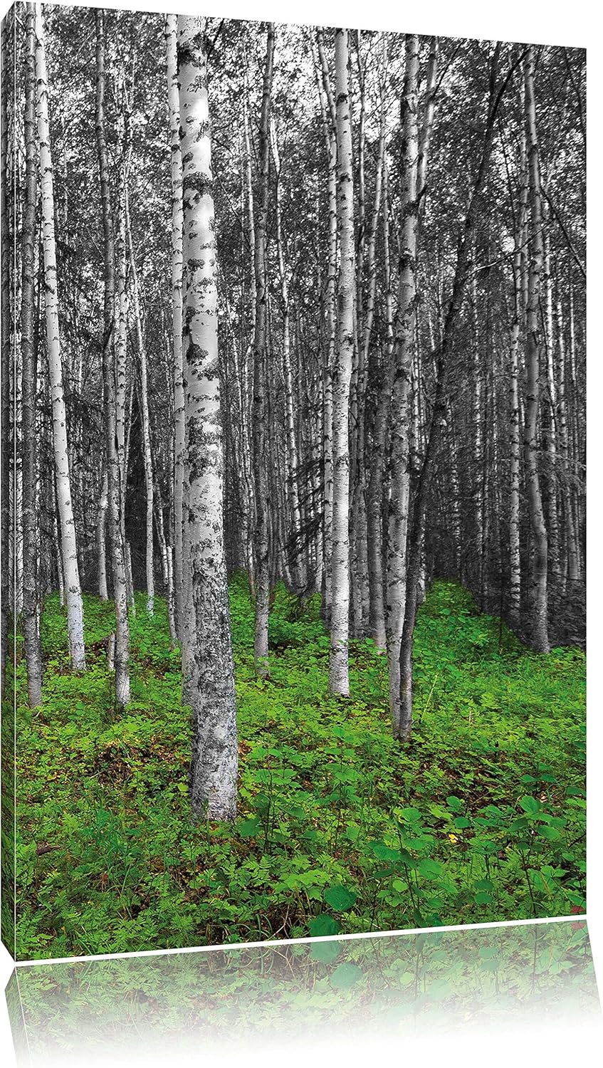 Pixxprint Kleiner ansehnlicher Birkenwald als Leinwandbild/Grösse: 120x80 / Wandbild/Kunstdruck/fert