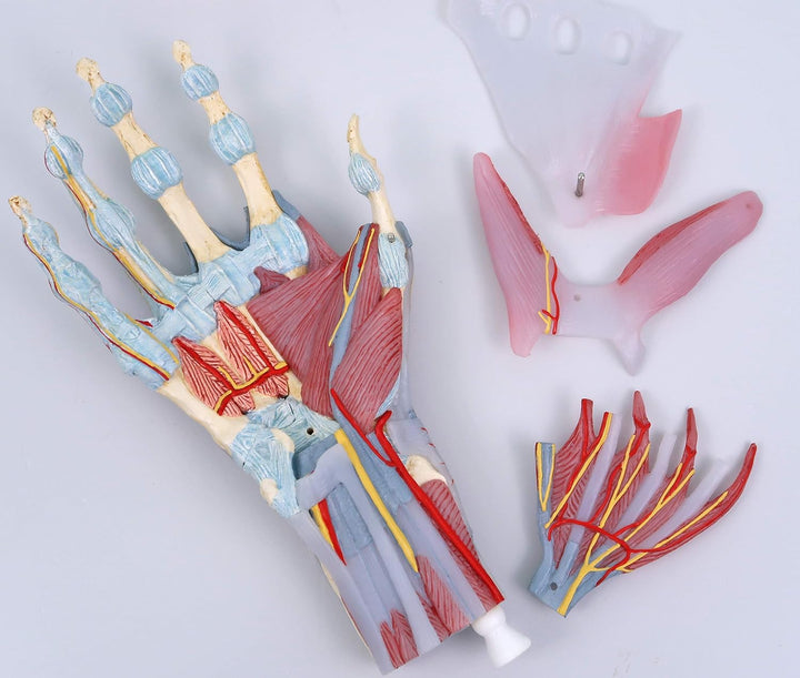 3B Scientific M33/1 Hand-Skelett-Modell mit Bändern und Muskeln + kostenlose Anatomie App - 3B Smart