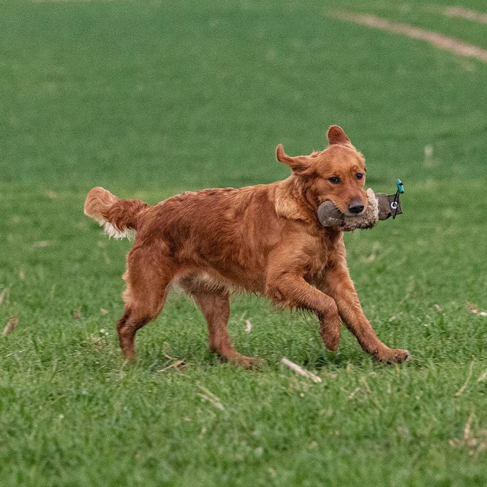 Firedog Dummy mit echtem Kaninchenfell - Robustes Wild-Dummy Apportel für das Hundetraining (Gewicht
