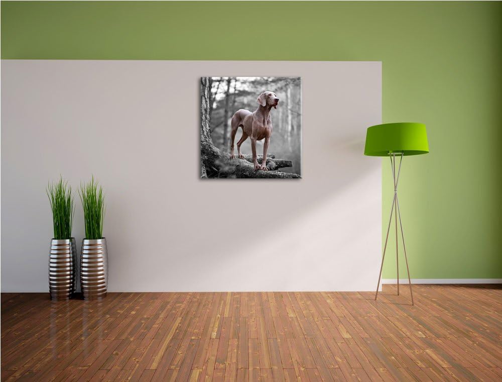 Pixxprint aufmerksamer Weimaraner auf Baumwurzeln schwarz/weiss, Format: 70x70 auf Leinwand, 70x70