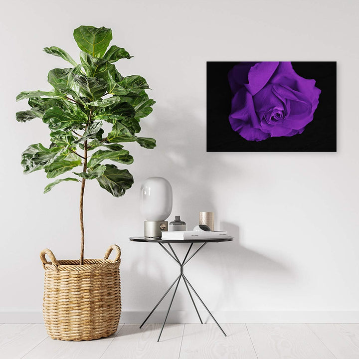 Feeby Leinwandbild Rose Bild Kunstdruck für Wohnzimmer Violett 70x50 cm M14574 70x50 cm, M14574 70x5