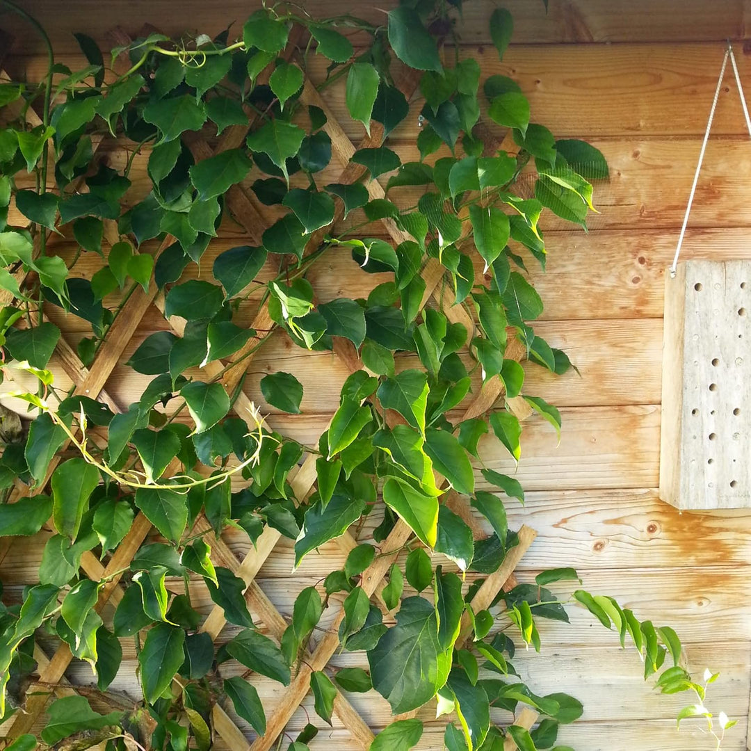 Holz-Spalier 90 x 180cm 90 x 180 cm natur, 90 x 180 cm natur