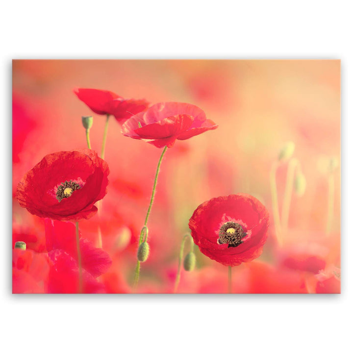 ge Bildet Bild auf Leinwand | roter Mohn in 70x50 cm als Wandbild | Wand-deko Dekoration Wohnung mod