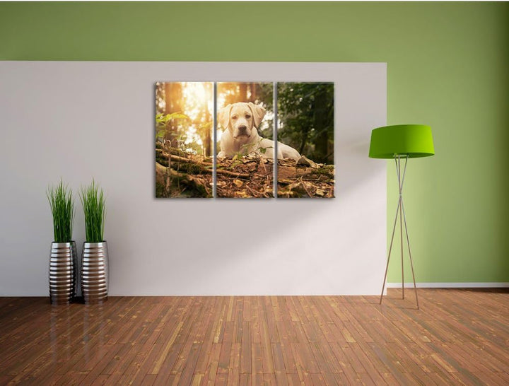Pixxprint Hund im Wald bei Sonneuntergang / 3-Teilig/Gesamtmass 120cm Leinwandbild bespannt auf Holz