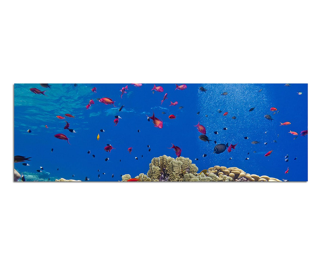 Paul Sinus Art Panoramabild auf Leinwand und Keilrahmen 150x50cm Meer Unterwasser Riff Korallen Fisc