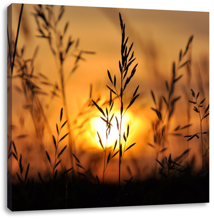 Gras bei Sonnenuntergang, Format: 70x70 auf Leinwand, XXL riesige Bilder fertig gerahmt mit Keilrahm