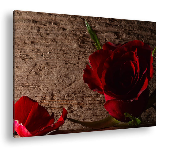 deyoli atemberaubende Rosen im Format: 80x60 als Leinwandbild, Motiv fertig gerahmt auf Echtholzrahm