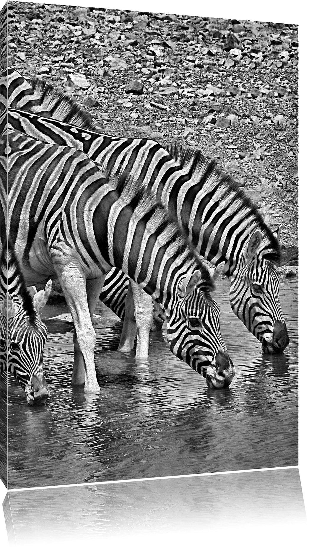 Pixxprint Zebraherde an einem Wasserloch / 100x70cm Leinwandbild bespannt auf Holzrahmen/Wandbild Ku