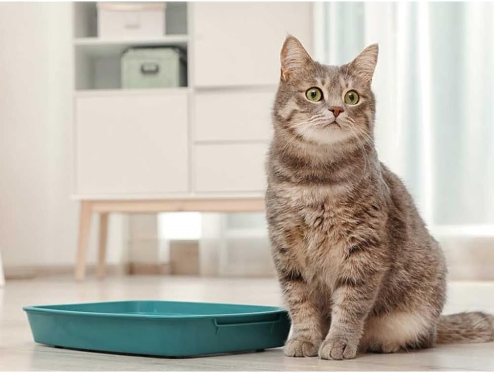 Monge LeChat Katzenstreu, Sepiolith, Natur, ideal für Katzen, 6 Kilogramm / 10 Liter