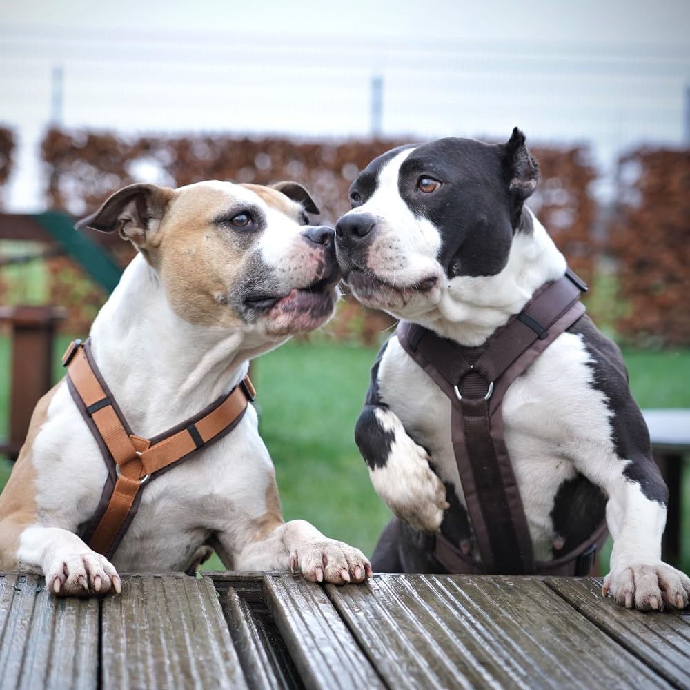 annyx Brustgeschirr Fun braun/braun (XS) braun braun XS, braun braun XS