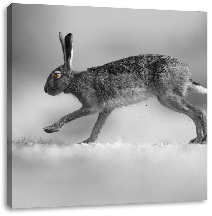 Pixxprint Springender Feldhase als Leinwandbild/Grösse: 70x70 cm/Wandbild/Kunstdruck/fertig bespannt