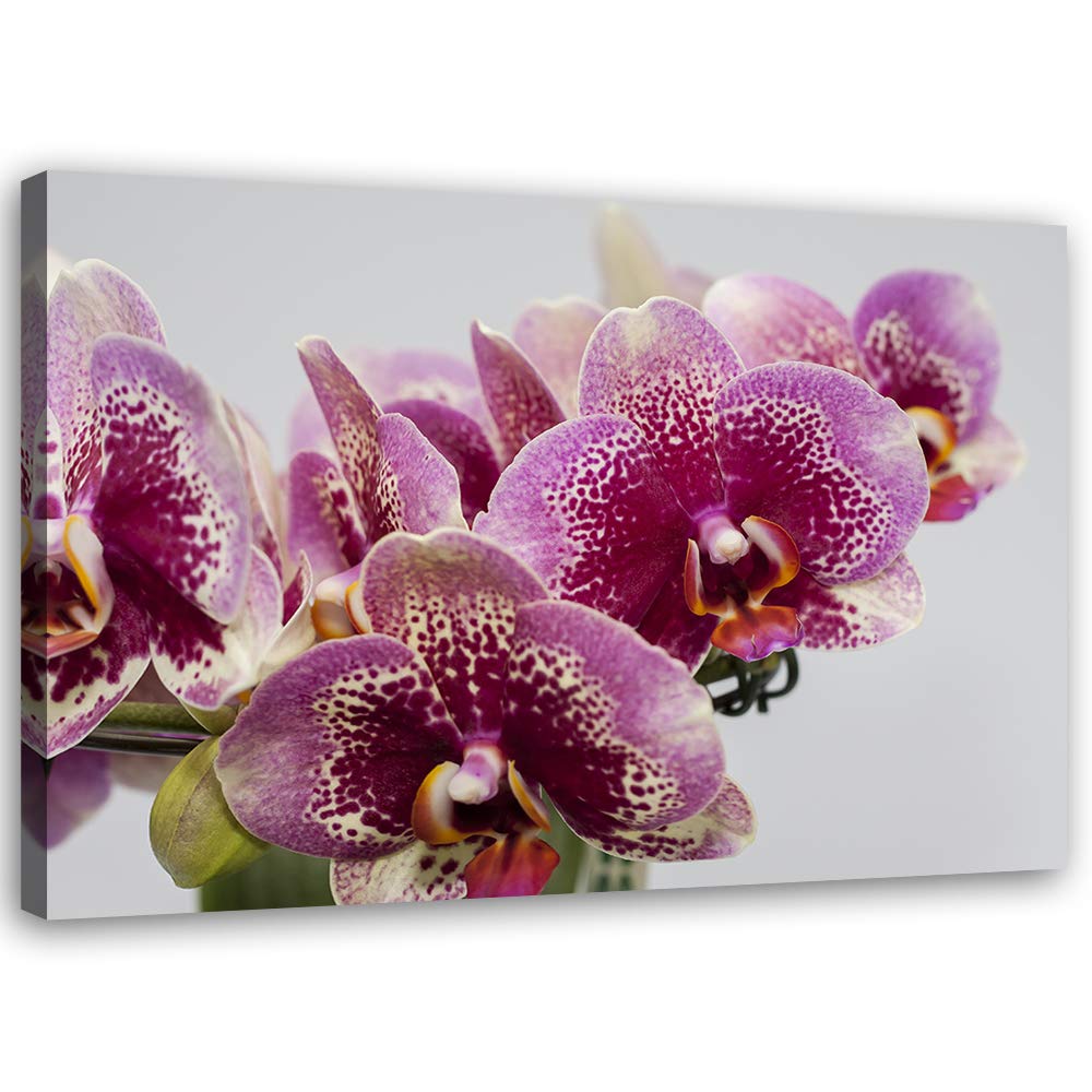 Feeby Bild auf Leinwand Orchideen Kunstdruck modern Natur Violett 80x60 cm Leinwandbild 80x60 cm Vio